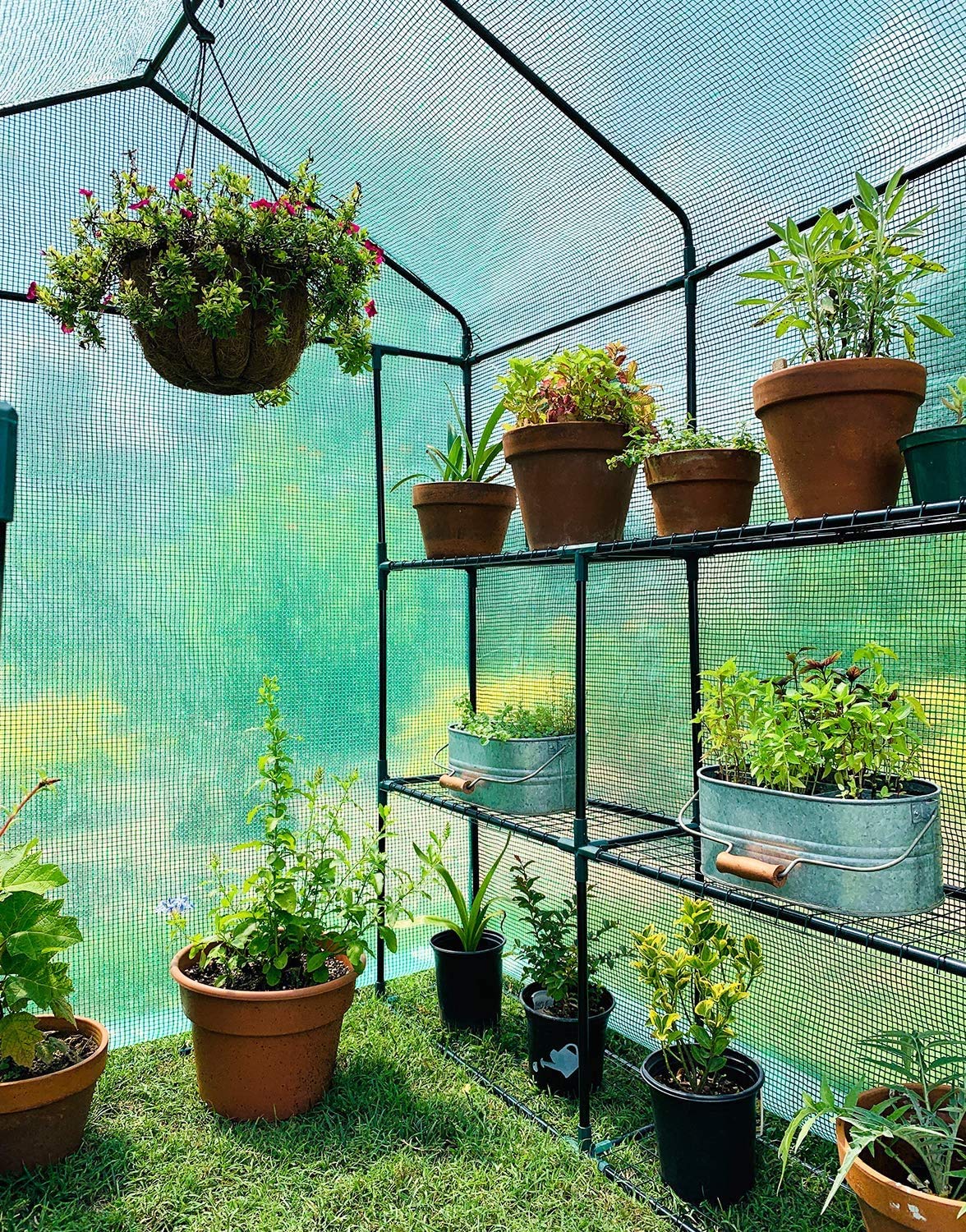 Greenhouse with Observation Windows