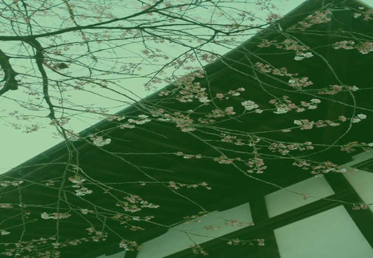chikarahouses blogs lifestyle differences between a sakura tree and a plum tree
