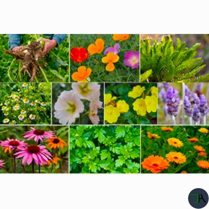 Garden Kit Created by herbalist and biologist Nicole Apelian Review flowers